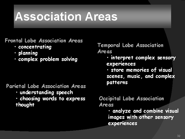 Association Areas Frontal Lobe Association Areas • concentrating • planning • complex problem solving