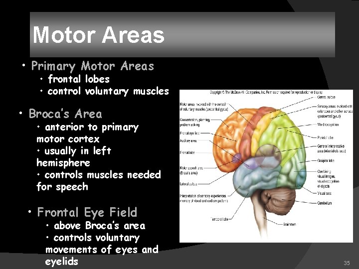 Motor Areas • Primary Motor Areas • frontal lobes • control voluntary muscles •