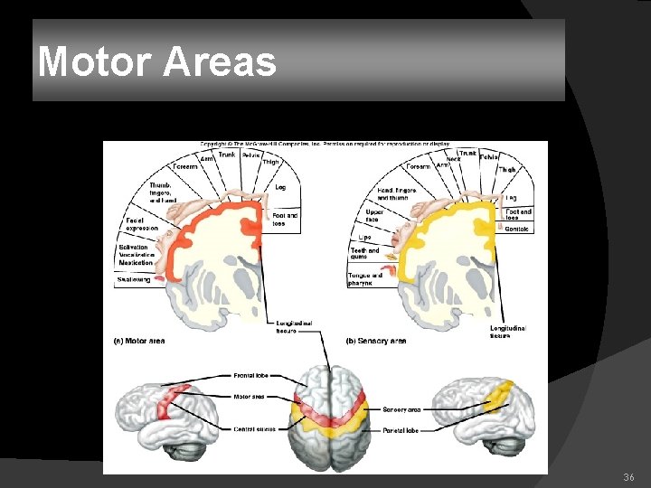 Motor Areas 36 