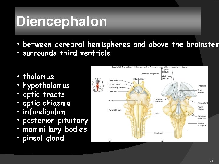 Diencephalon • between cerebral hemispheres and above the brainstem • surrounds third ventricle •