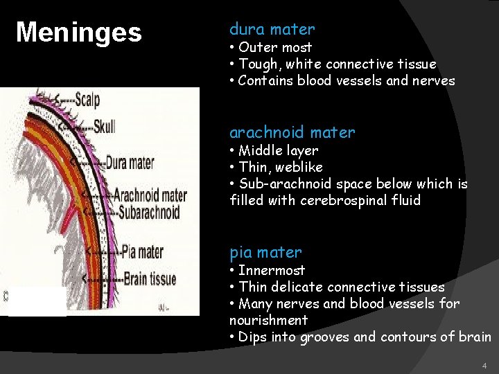 Meninges dura mater • Outer most • Tough, white connective tissue • Contains blood