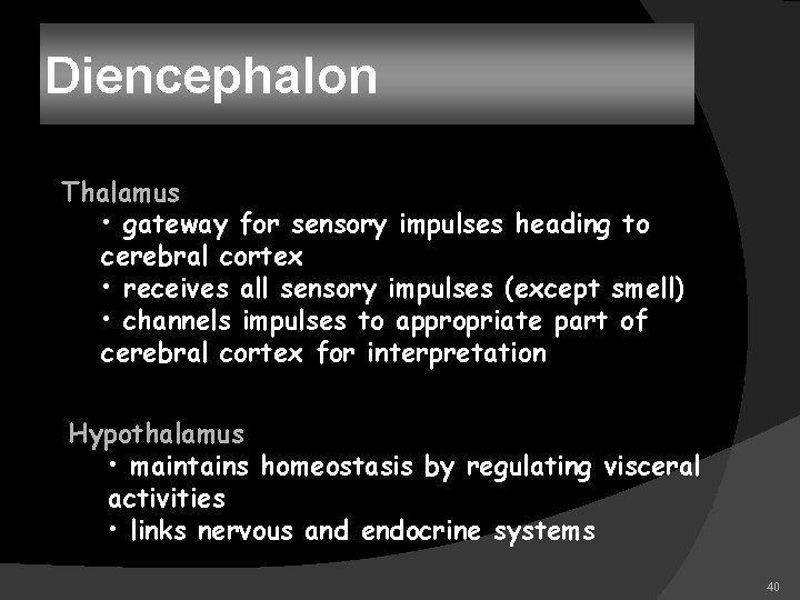 Diencephalon Thalamus • gateway for sensory impulses heading to cerebral cortex • receives all