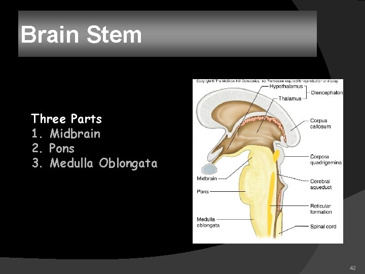 Brain Stem Three Parts 1. Midbrain 2. Pons 3. Medulla Oblongata 42 