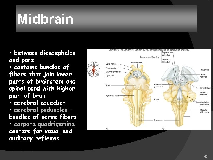 Midbrain • between diencephalon and pons • contains bundles of fibers that join lower