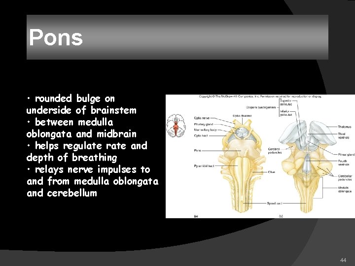 Pons • rounded bulge on underside of brainstem • between medulla oblongata and midbrain