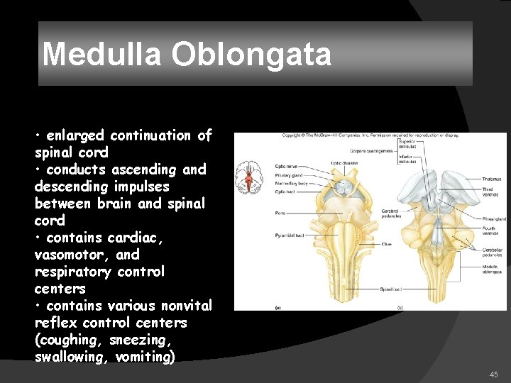 Medulla Oblongata • enlarged continuation of spinal cord • conducts ascending and descending impulses