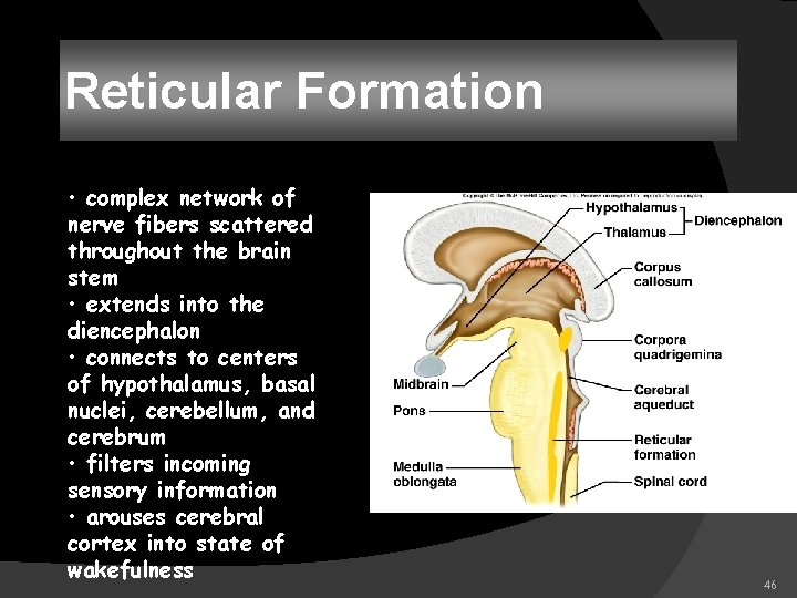 Reticular Formation • complex network of nerve fibers scattered throughout the brain stem •