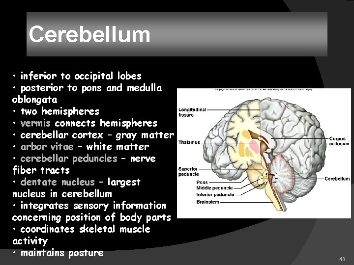 Cerebellum • inferior to occipital lobes • posterior to pons and medulla oblongata •