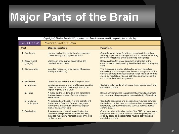 Major Parts of the Brain 49 