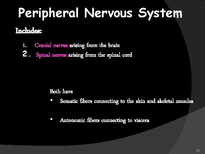 Peripheral Nervous System Includes: 1. Cranial nerves arising from the brain 2. Spinal nerves