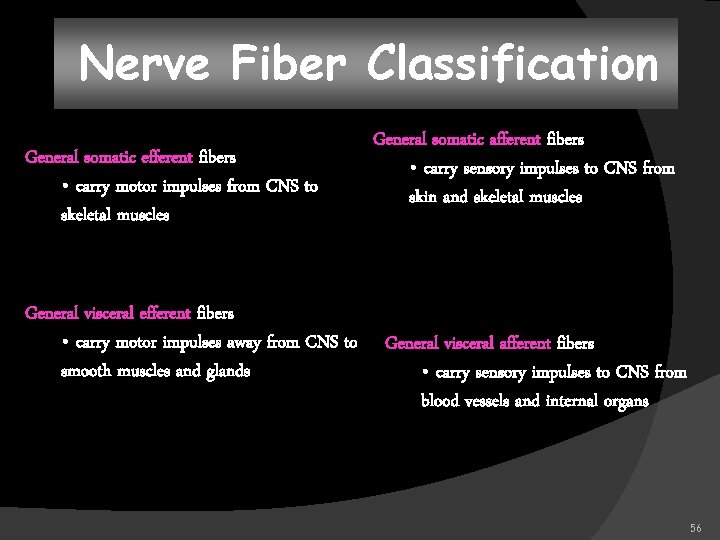 Nerve Fiber Classification General somatic efferent fibers • carry motor impulses from CNS to