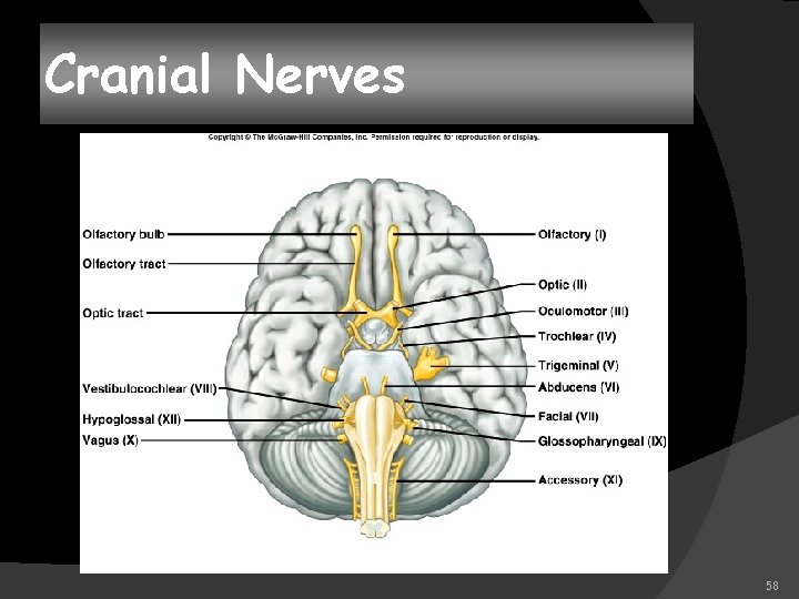 Cranial Nerves 58 