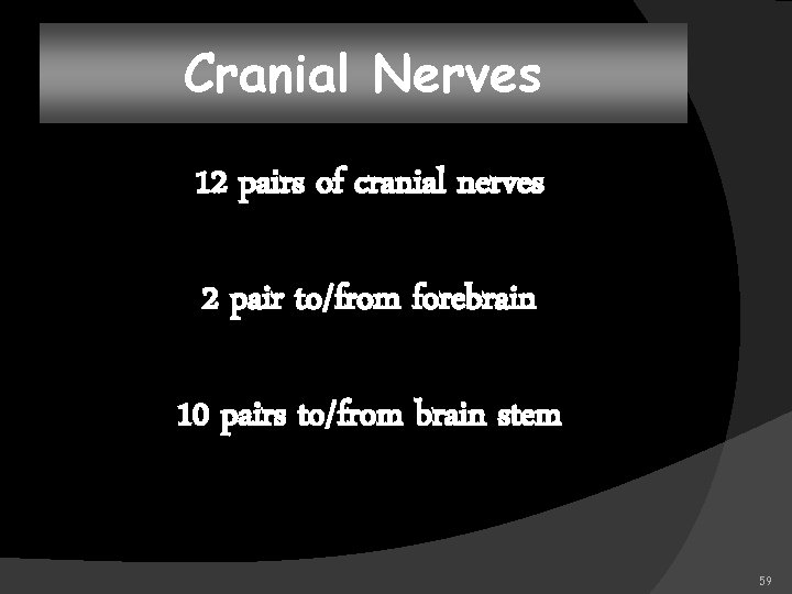 Cranial Nerves 12 pairs of cranial nerves 2 pair to/from forebrain 10 pairs to/from
