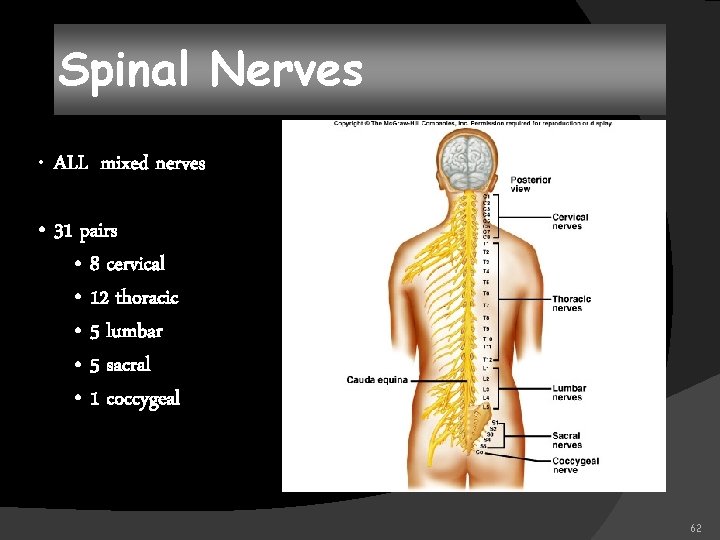 Spinal Nerves • ALL mixed nerves • 31 pairs • 8 cervical • 12