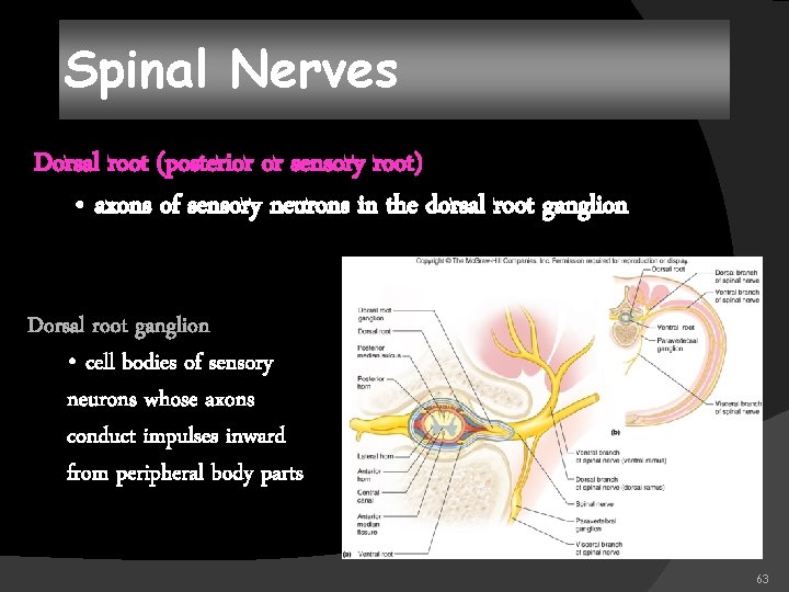 Spinal Nerves Dorsal root (posterior or sensory root) • axons of sensory neurons in