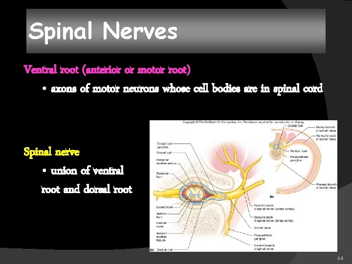 Spinal Nerves Ventral root (anterior or motor root) • axons of motor neurons whose