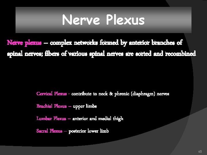 Nerve Plexus Nerve plexus – complex networks formed by anterior branches of spinal nerves;
