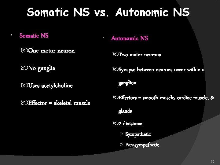 Somatic NS vs. Autonomic NS Somatic NS One motor neuron No ganglia Uses acetylcholine
