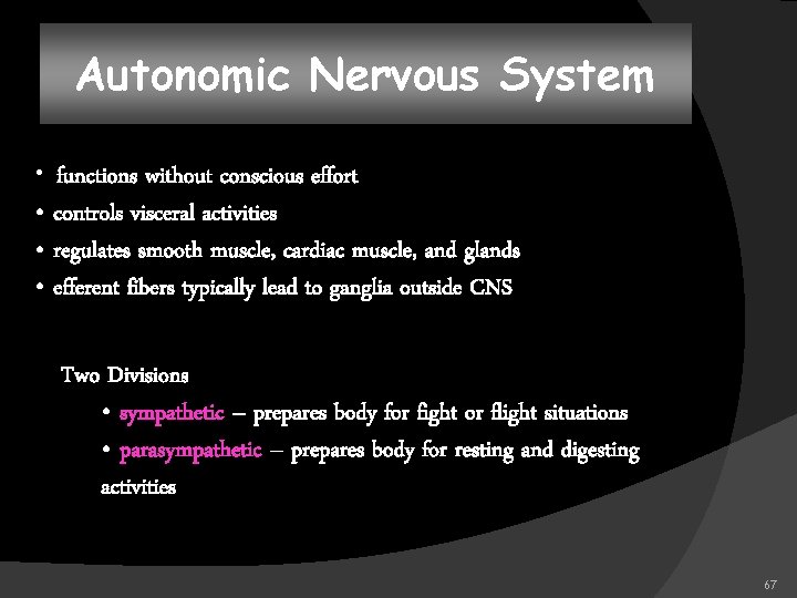 Autonomic Nervous System • functions without conscious effort • controls visceral activities • regulates