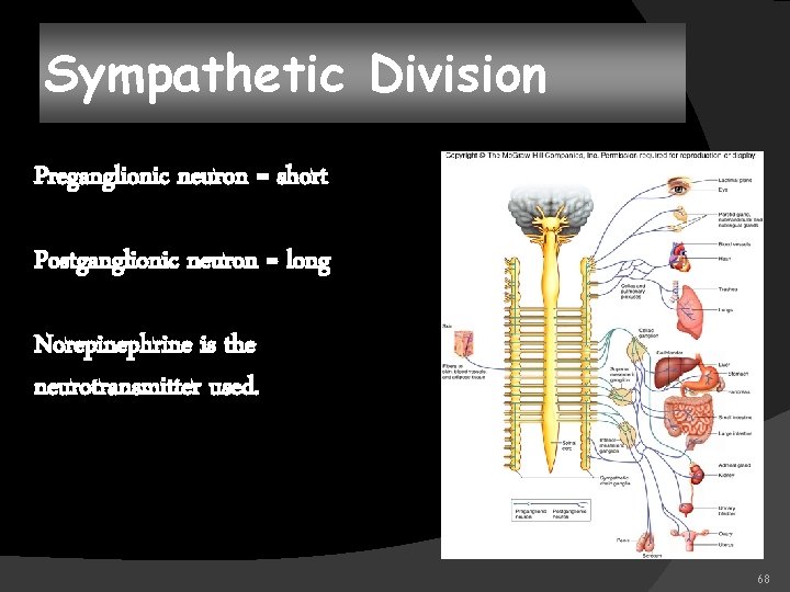 Sympathetic Division Preganglionic neuron = short Postganglionic neuron = long Norepinephrine is the neurotransmitter