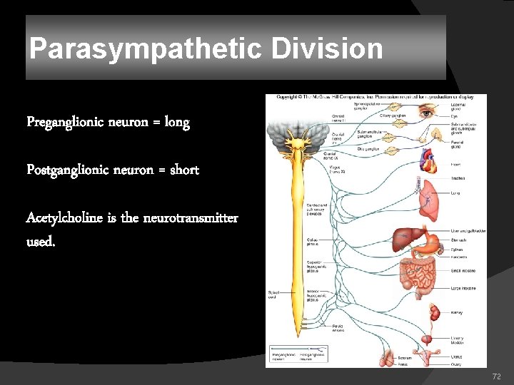 Parasympathetic Division Preganglionic neuron = long Postganglionic neuron = short Acetylcholine is the neurotransmitter