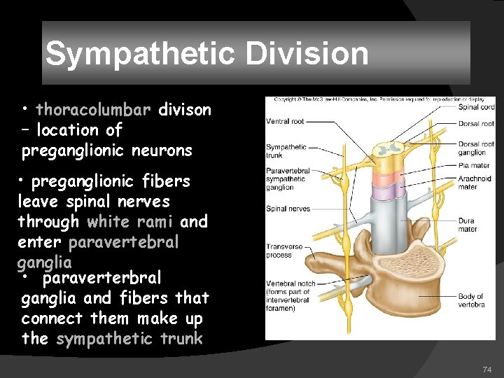 Sympathetic Division • thoracolumbar divison – location of preganglionic neurons • preganglionic fibers leave