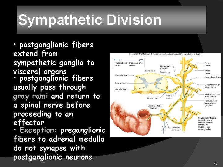 Sympathetic Division • postganglionic fibers extend from sympathetic ganglia to visceral organs • postganglionic