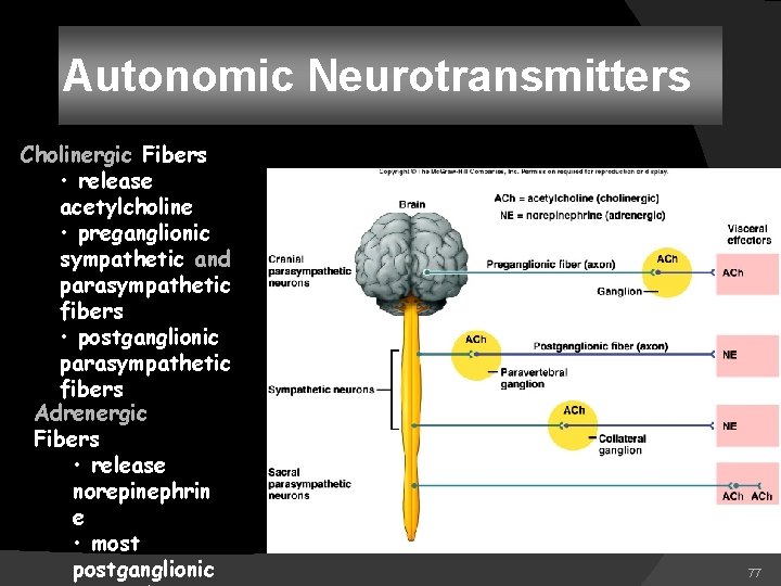 Autonomic Neurotransmitters Cholinergic Fibers • release acetylcholine • preganglionic sympathetic and parasympathetic fibers •