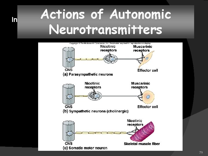 Actions of Autonomic Neurotransmitters Insert figure 11. 39 79 