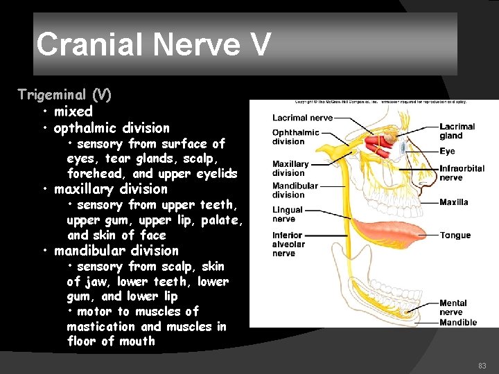 Cranial Nerve V Trigeminal (V) • mixed • opthalmic division • sensory from surface