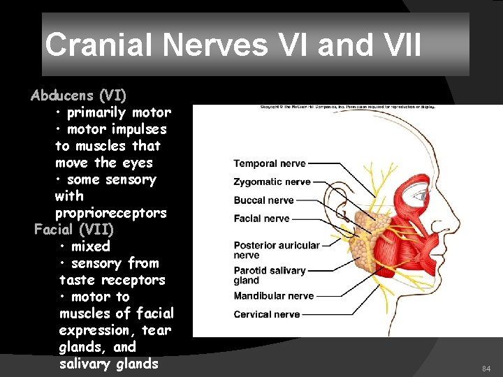 Cranial Nerves VI and VII Abducens (VI) • primarily motor • motor impulses to