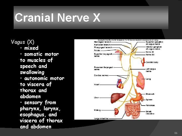 Cranial Nerve X Vagus (X) • mixed • somatic motor to muscles of speech