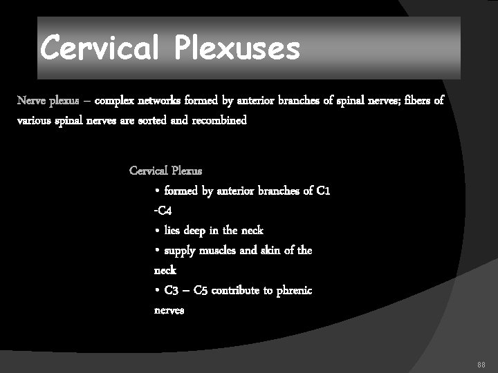 Cervical Plexuses Nerve plexus – complex networks formed by anterior branches of spinal nerves;