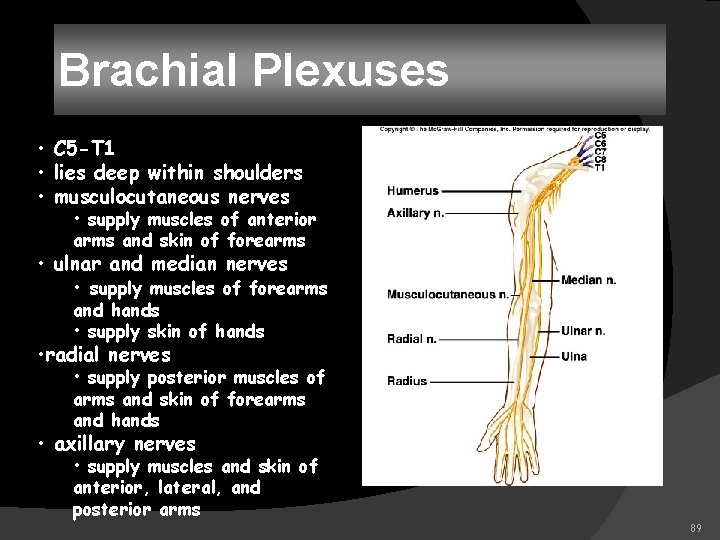 Brachial Plexuses • C 5 -T 1 • lies deep within shoulders • musculocutaneous