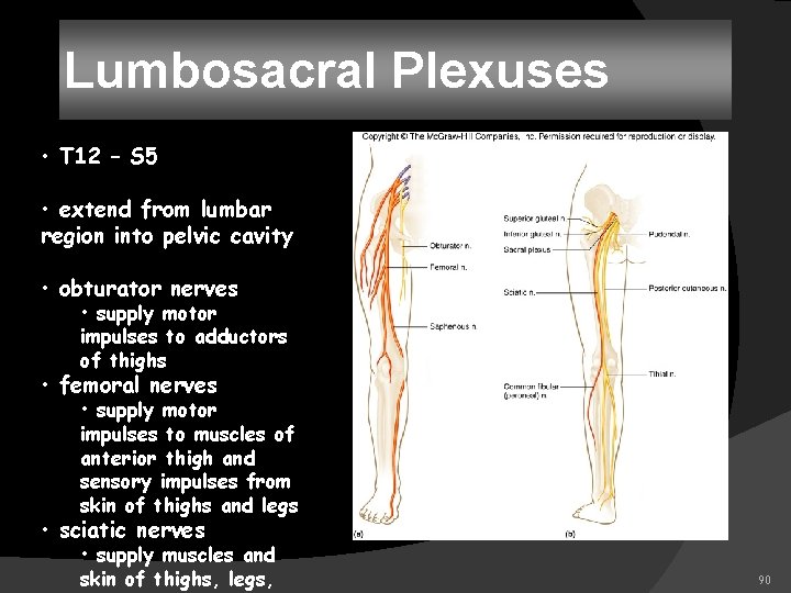 Lumbosacral Plexuses • T 12 – S 5 • extend from lumbar region into