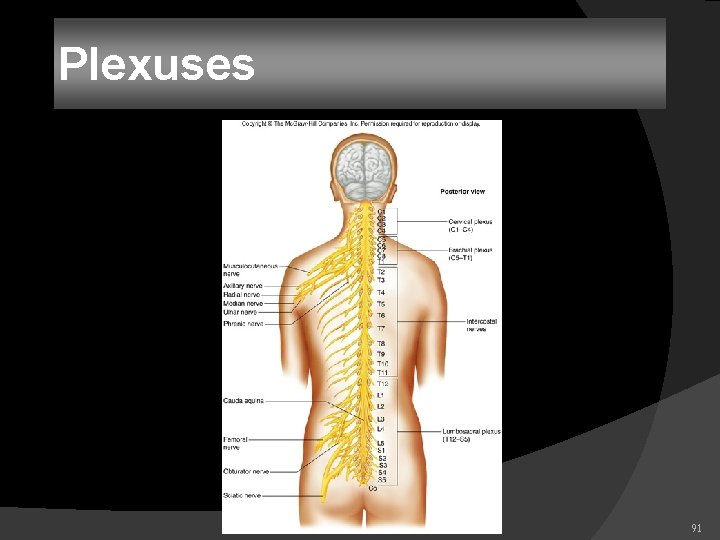 Plexuses 91 