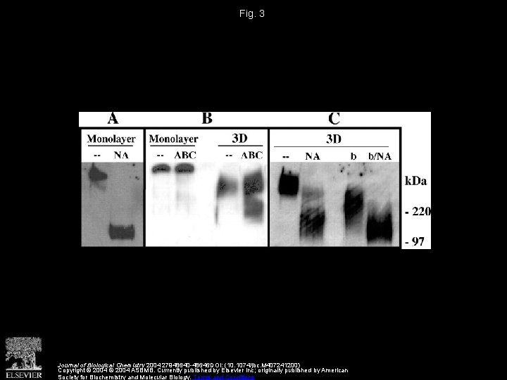 Fig. 3 Journal of Biological Chemistry 2004 27948640 -48646 DOI: (10. 1074/jbc. M 407241200)