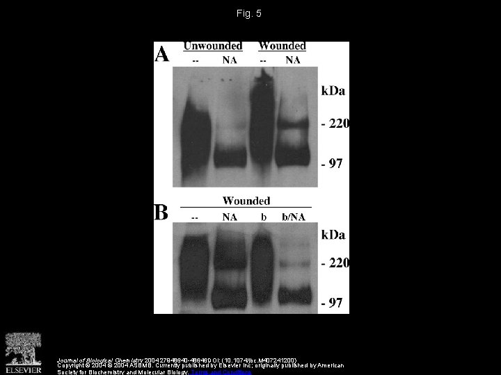 Fig. 5 Journal of Biological Chemistry 2004 27948640 -48646 DOI: (10. 1074/jbc. M 407241200)