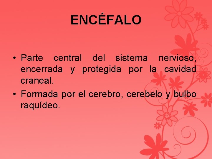 ENCÉFALO • Parte central del sistema nervioso, encerrada y protegida por la cavidad craneal.