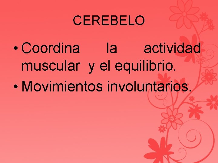 CEREBELO • Coordina la actividad muscular y el equilibrio. • Movimientos involuntarios. 