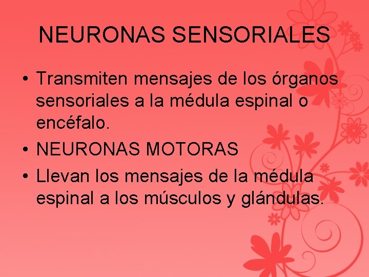 NEURONAS SENSORIALES • Transmiten mensajes de los órganos sensoriales a la médula espinal o