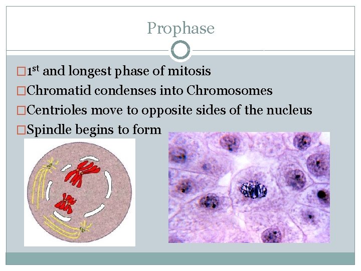Prophase � 1 st and longest phase of mitosis �Chromatid condenses into Chromosomes �Centrioles