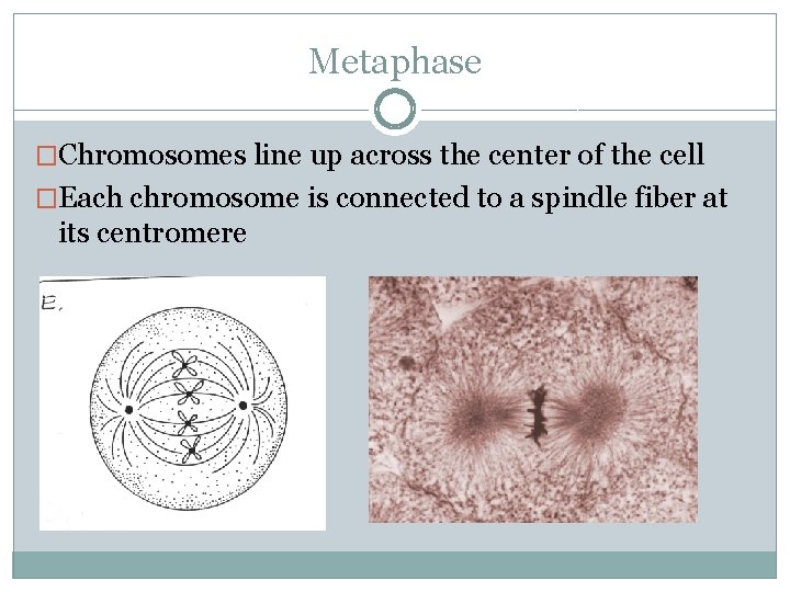 Metaphase �Chromosomes line up across the center of the cell �Each chromosome is connected