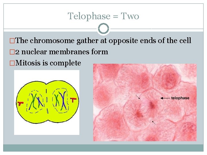 Telophase = Two �The chromosome gather at opposite ends of the cell � 2