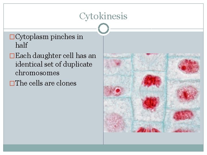 Cytokinesis �Cytoplasm pinches in half �Each daughter cell has an identical set of duplicate