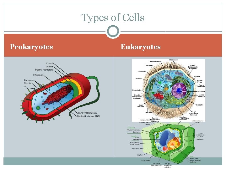 Types of Cells Prokaryotes Eukaryotes 