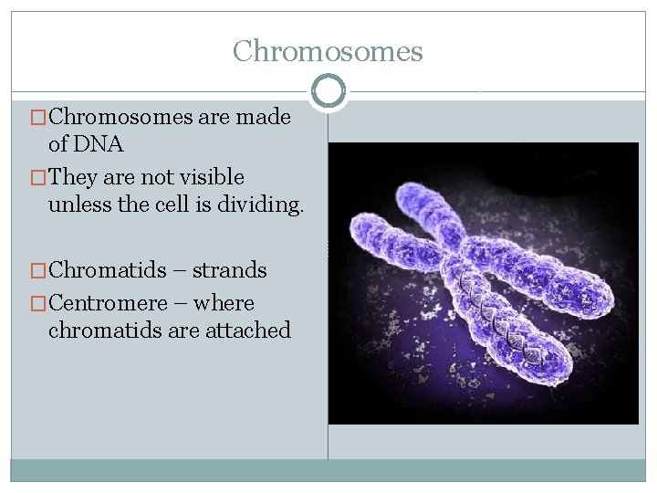 Chromosomes �Chromosomes are made of DNA �They are not visible unless the cell is