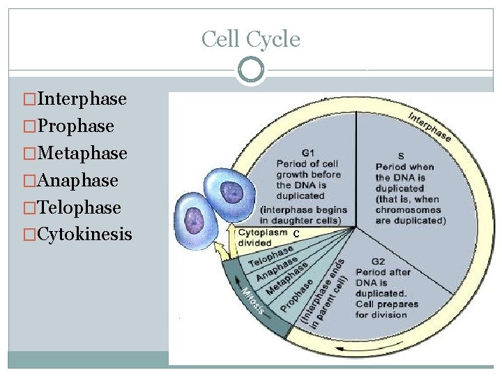 Cell Cycle �Interphase �Prophase �Metaphase �Anaphase �Telophase �Cytokinesis 