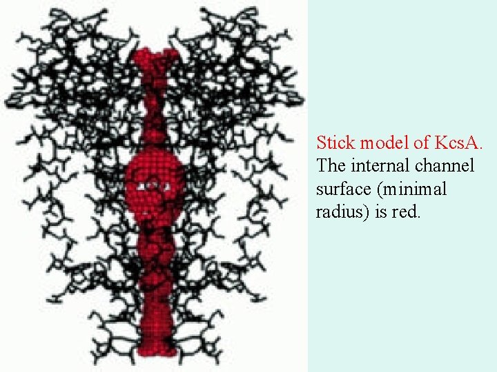 Stick model of Kcs. A. The internal channel surface (minimal radius) is red. Stick model of Kcs. A. The internal channel surface (minimal radius) is red.