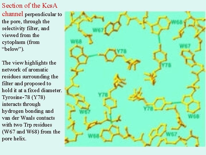 Section of the Kcs. A channel perpendicular to the pore, through the selectivity filter, Section of the Kcs. A channel perpendicular to the pore, through the selectivity filter,
